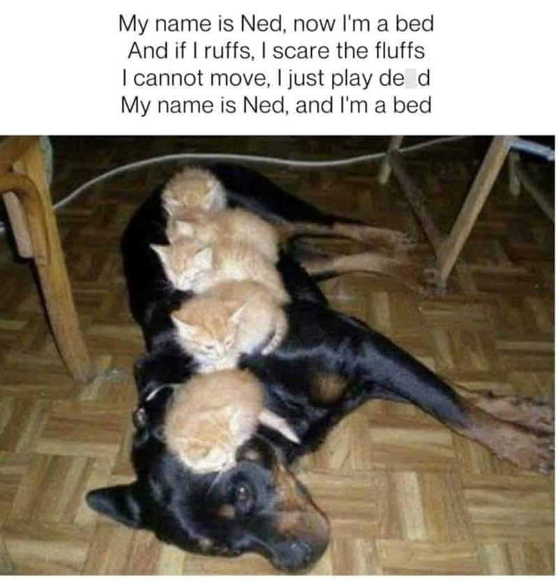 My name is Ned, now I'm a bed And if I ruffs, I scare the fluffs I cannot move, I just play de d My name is Ned, and I'm a bed