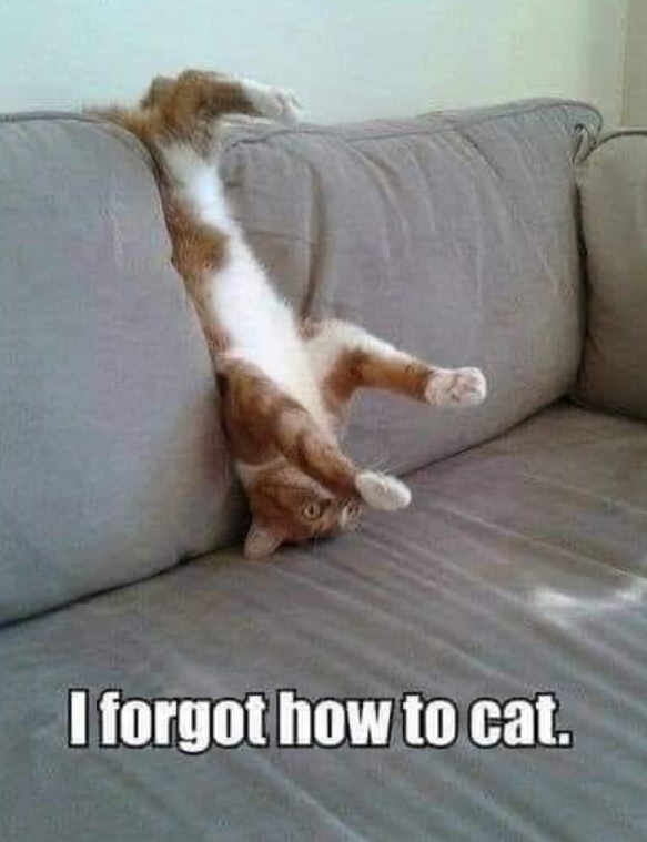 I forgot how to cat.