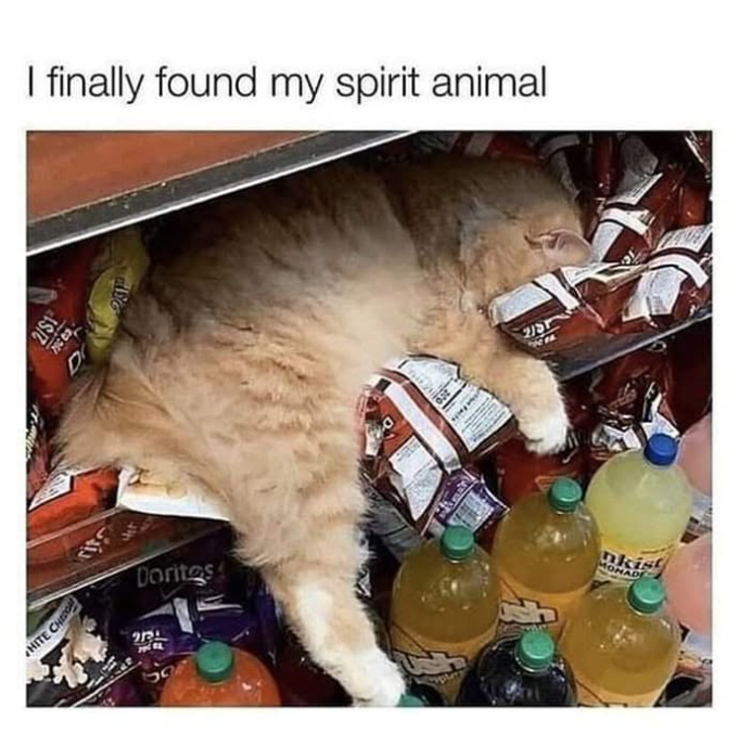 I finally found my spirit animal 2/$1 D 44 HITE CHI rift 215 Doritos nkist 2131 80