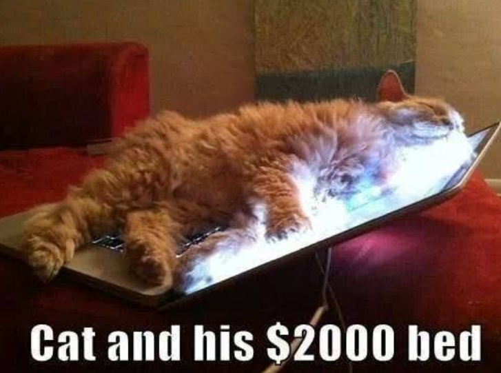Cat and his $2000 bed