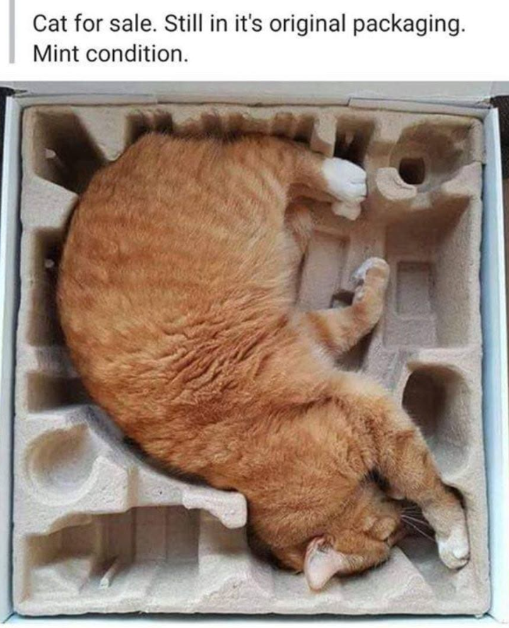 Cat for sale. Still in it's original packaging. Mint condition.