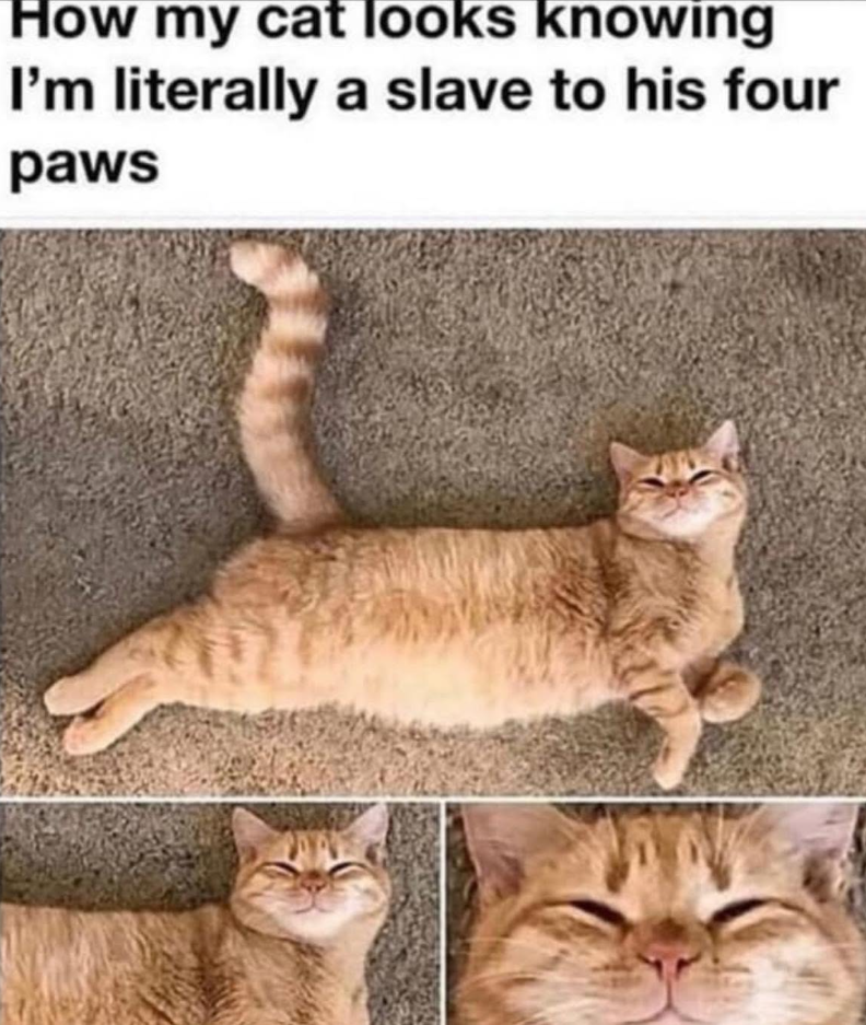 How my cat looks knowing I'm literally a slave to his four paws