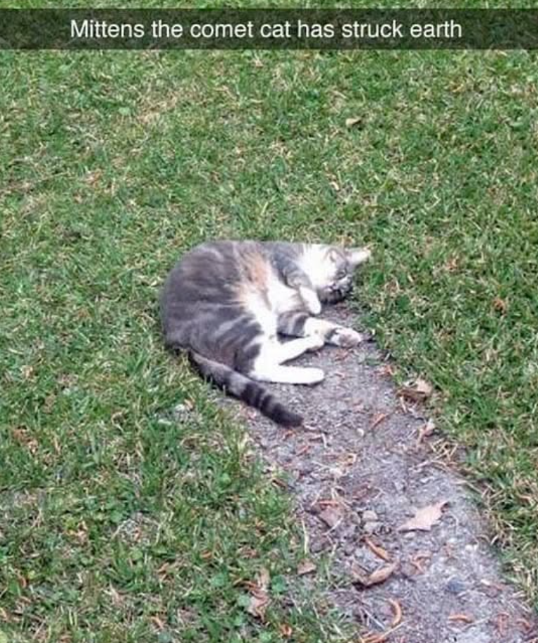 Mittens the comet cat has struck earth