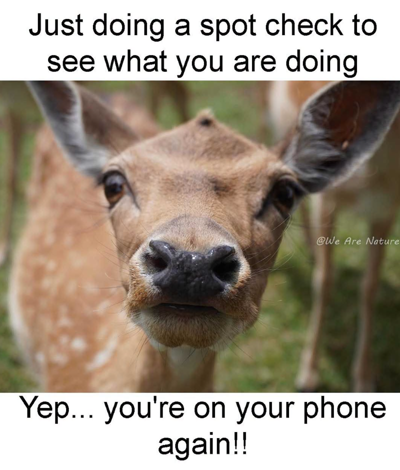Just doing a spot check to see what you are doing @We Are Nature Yep... you're on your phone again!!