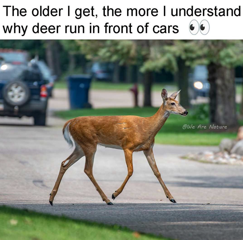 The older I get, the more I understand why deer run in front of cars @We Are Nature