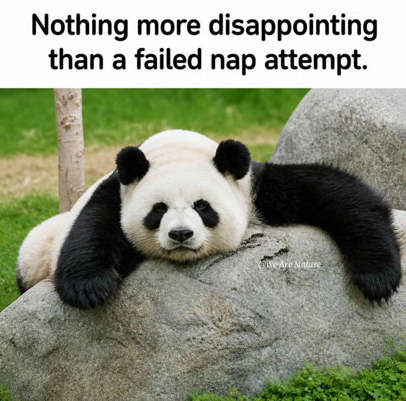 Nothing more disappointing than a failed nap attempt. @We Are Nature