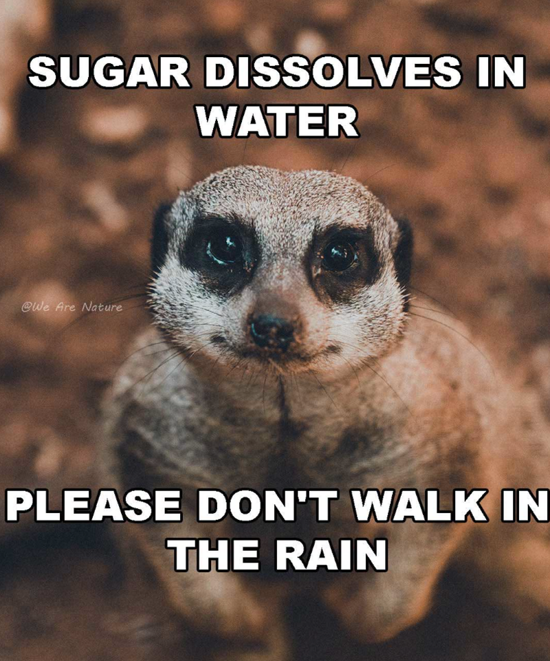 SUGAR DISSOLVES IN WATER @We Are Nature PLEASE DON'T WALK IN THE RAIN