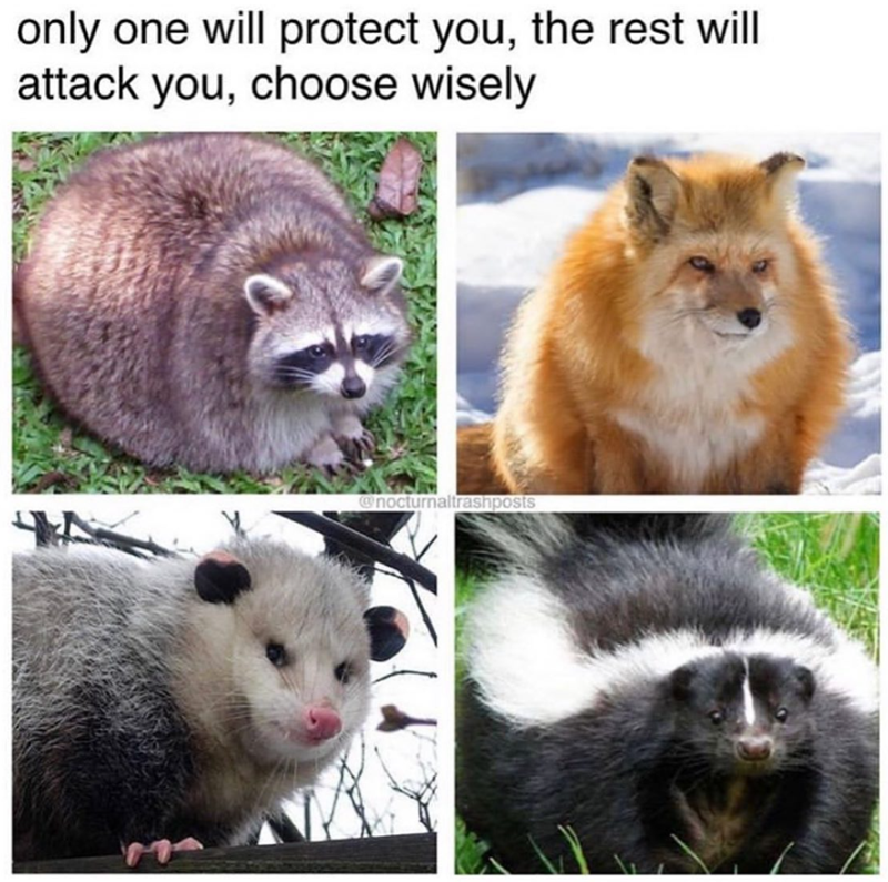 only one will protect you, the rest will attack you, choose wisely @nocturnaltrashposts