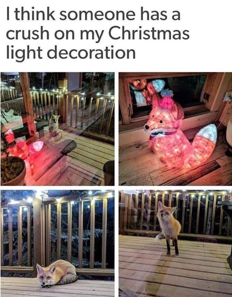 I think someone has a crush on my Christmas light decoration