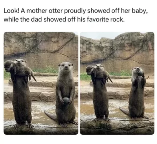 Look! A mother otter proudly showed off her baby, while the dad showed off his favorite rock.