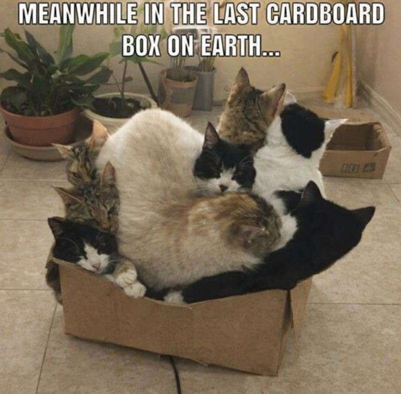 MEANWHILE IN THE LAST CARDBOARD BOX ON EARTH... BET