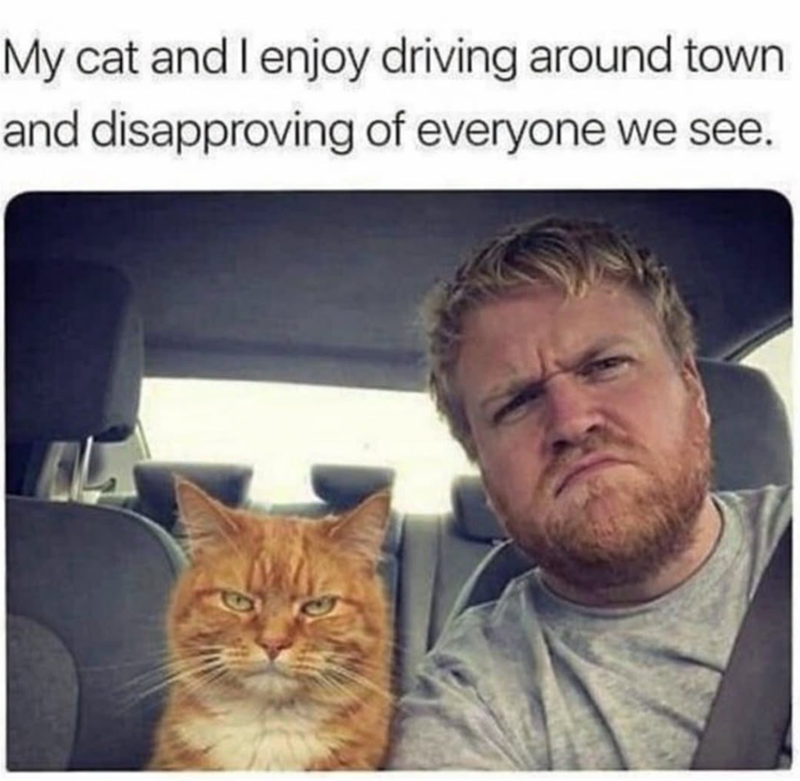 My cat and I enjoy driving around town and disapproving of everyone we see.
