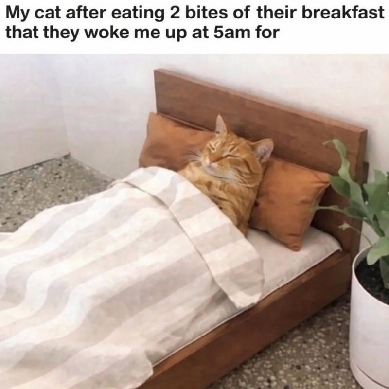 My cat after eating 2 bites of their breakfast that they woke me up at 5am for