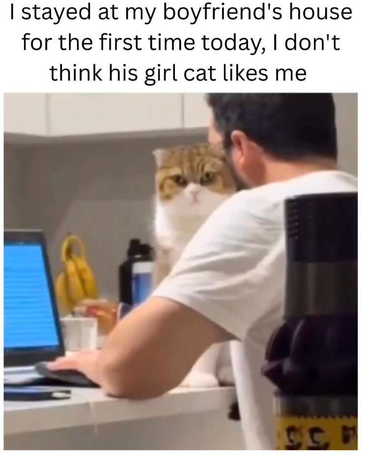 I stayed at my boyfriend's house for the first time today, I don't think his girl cat likes me