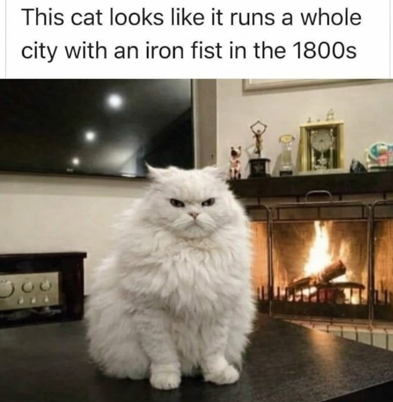This cat looks like it runs a whole city with an iron fist in the 1800s 300 708