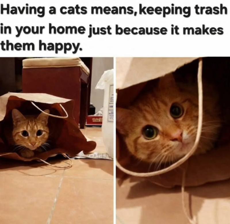 Having a cats means, keeping trash in your home just because it makes them happy.