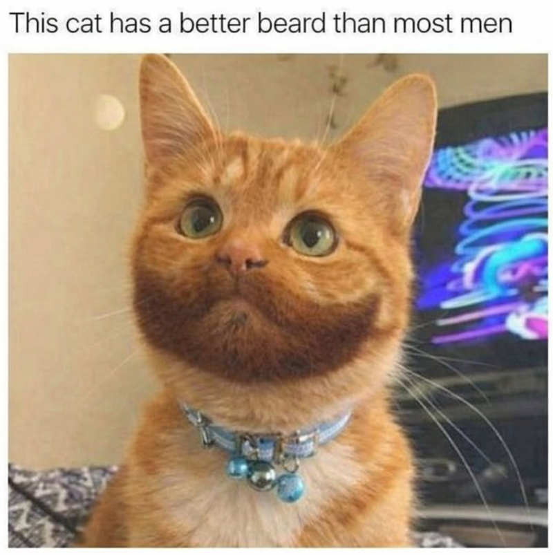This cat has a better beard than most men