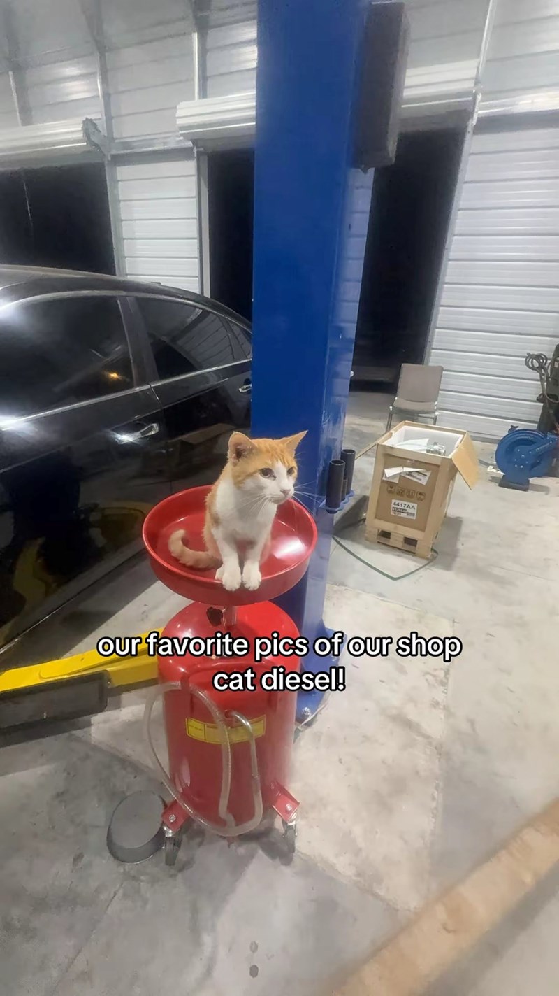 1757 4417AA our favorite pics of our shop cat diesel!