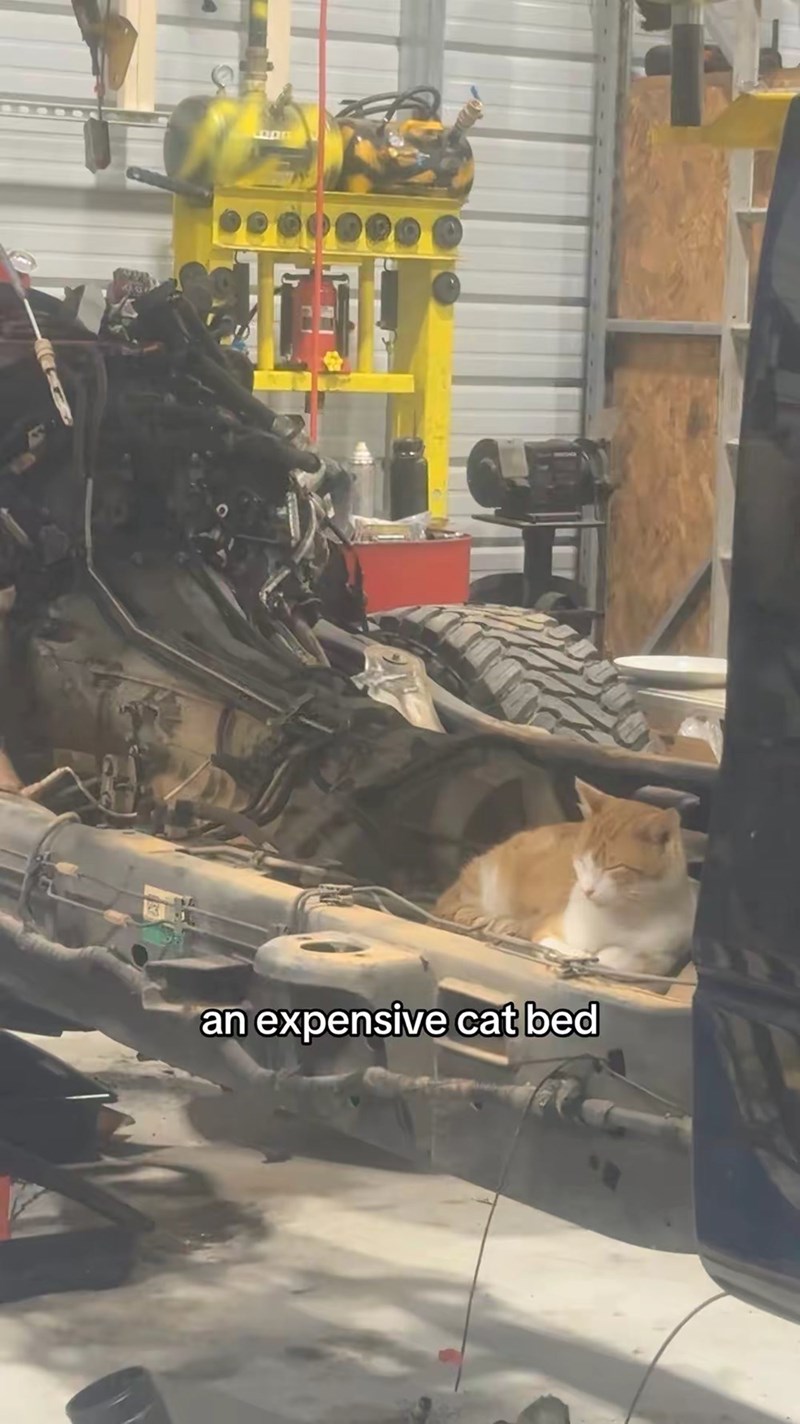 an expensive cat bed