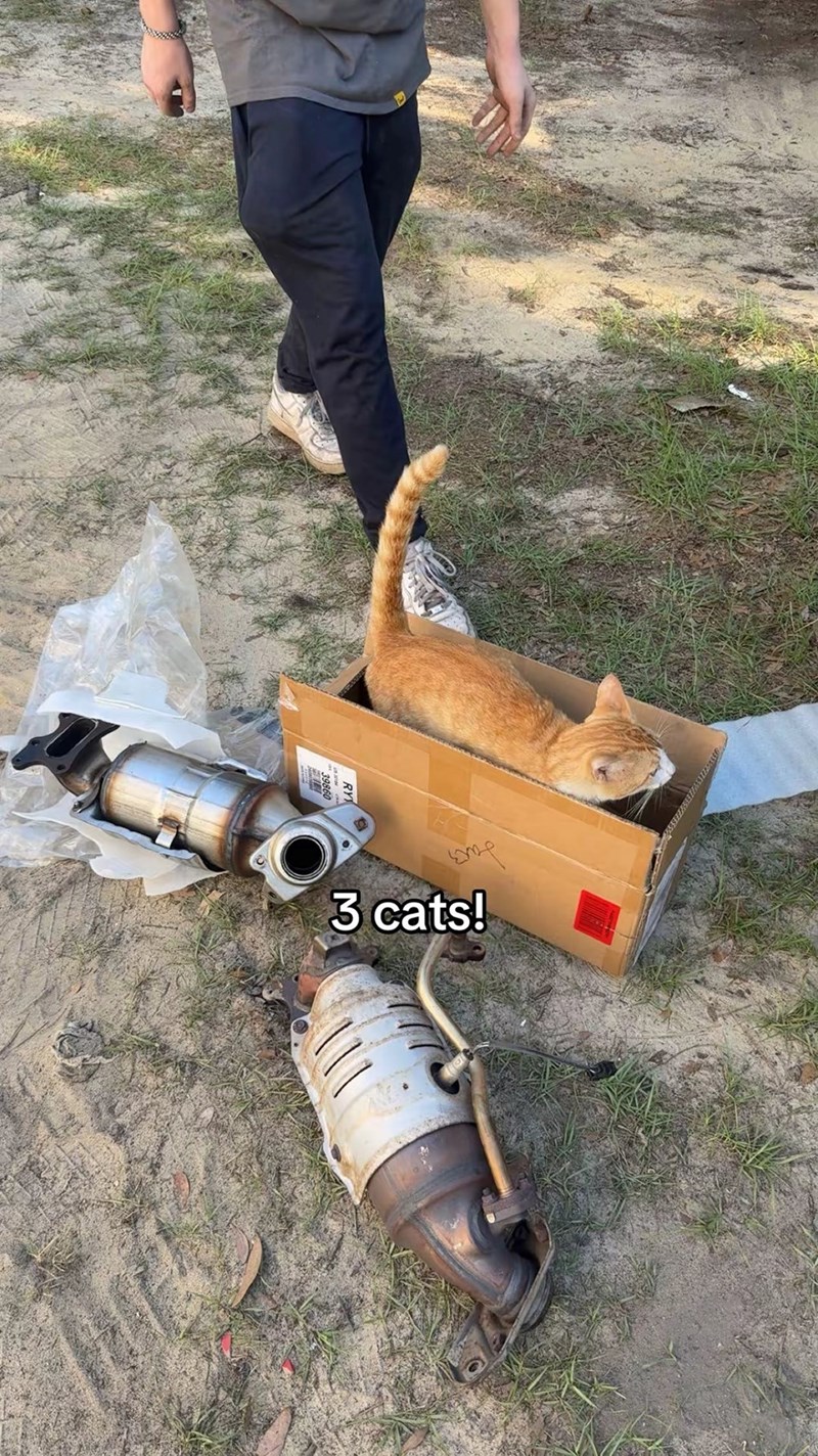 3 cats!
