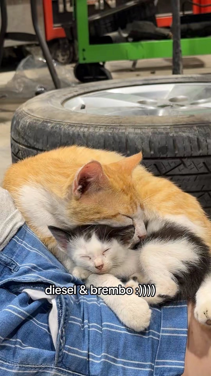 diesel & brembo :))))