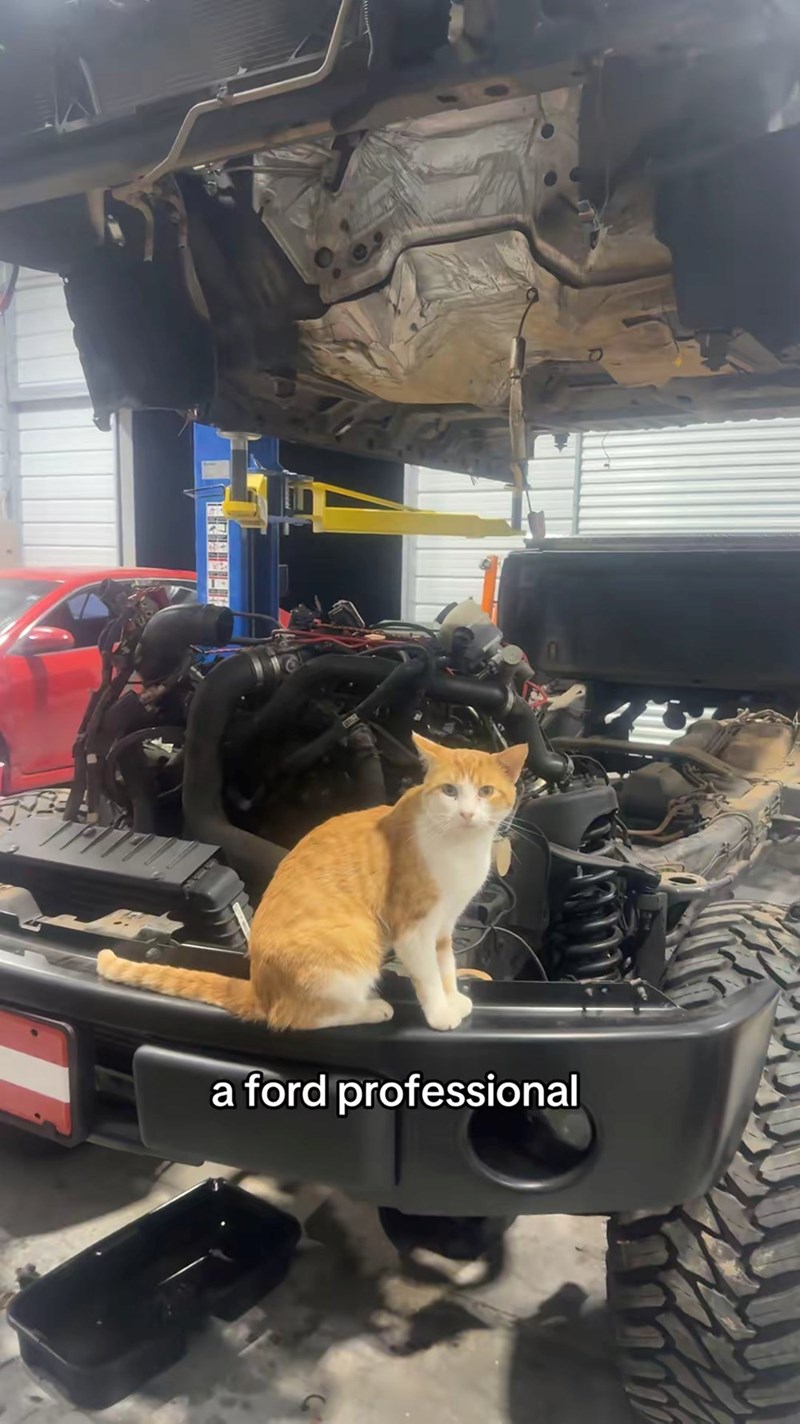 a ford professional