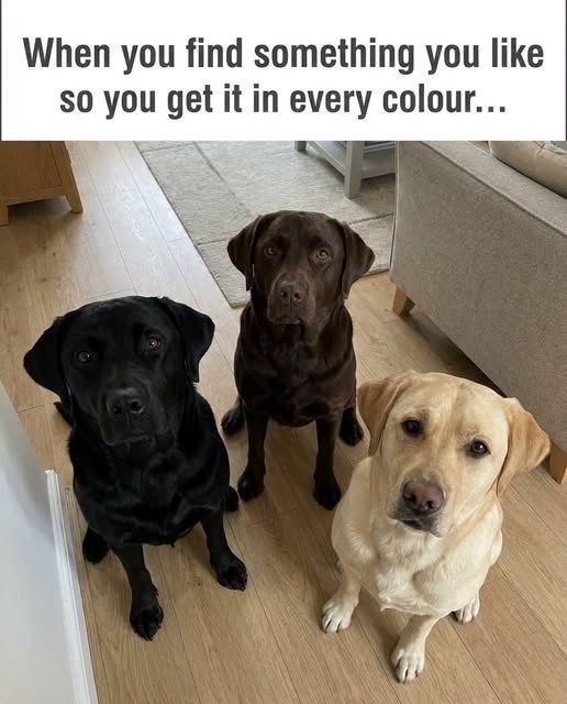 When you find something you like so you get it in every colour...