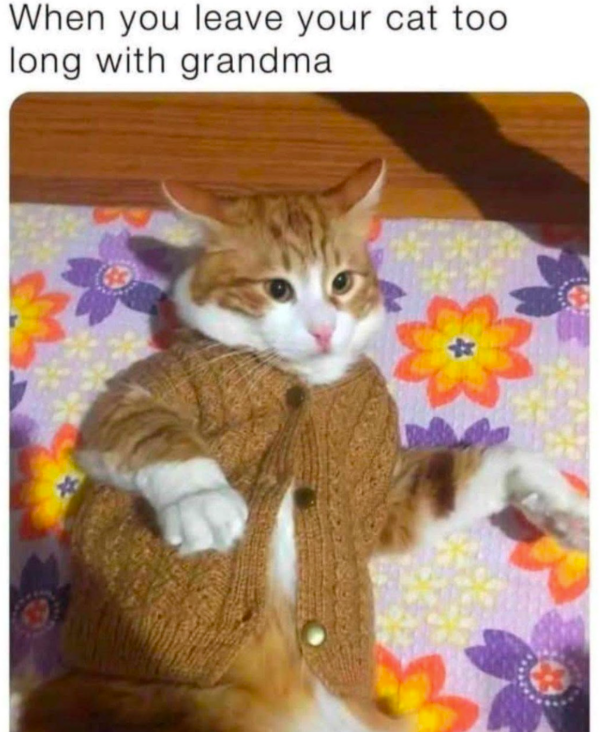 When you leave your cat too long with grandma