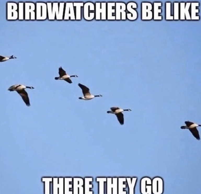 BIRDWATCHERS BE LIKE THERE THEY GO
