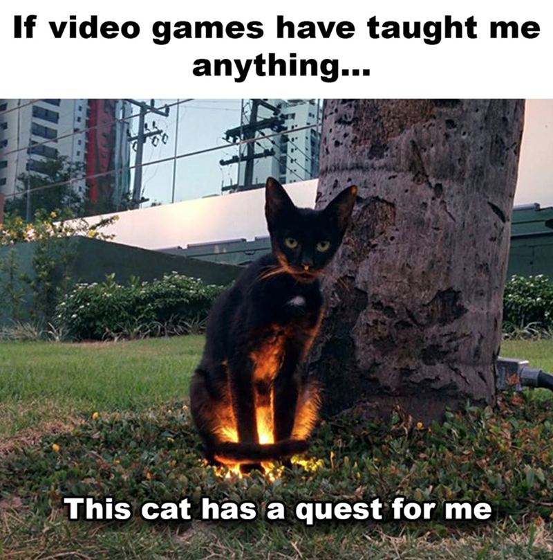 If video games have taught me anything... This cat has a quest for me