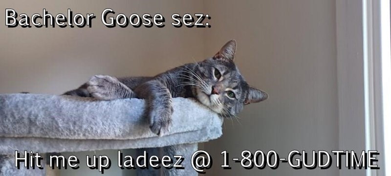 Cheezburger Image 10652434176