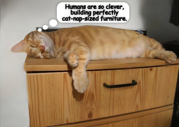 Cheezburger Image 10652434432