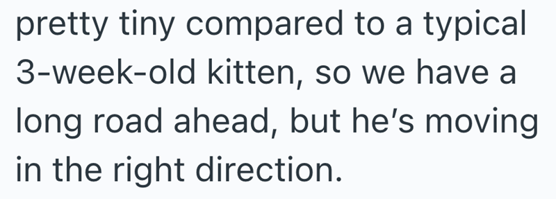 pretty tiny compared to a typical 3-week-old kitten, so we have a long road ahead, but he's moving in the right direction.
