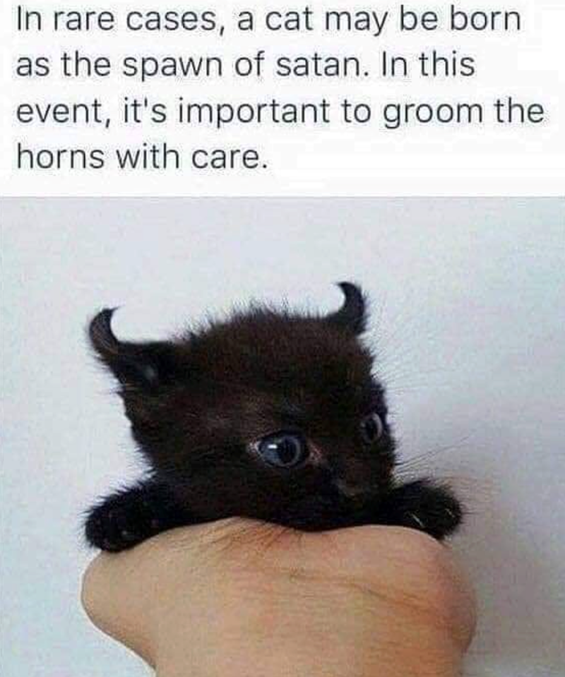 In rare cases, a cat may be born as the spawn of satan. In this event, it's important to groom the horns with care.