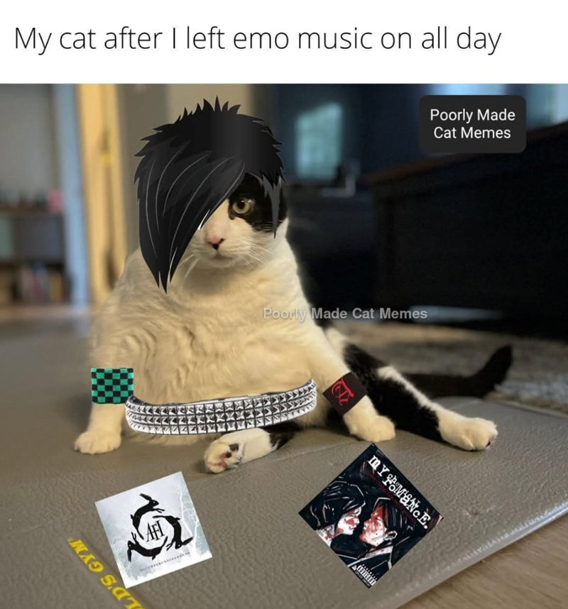 My cat after I left emo music on all day LD'S GYM AFI Poorly Made Cat Memes MYMANCE. Poorly Made Cat Memes