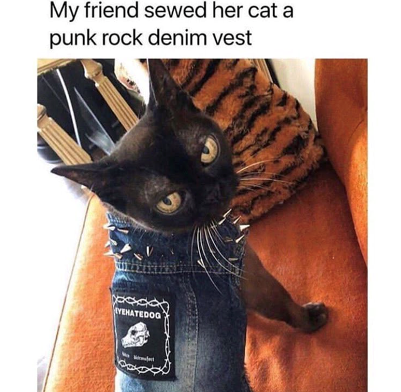 My friend sewed her cat a punk rock denim vest YEHATEDOG Mcfect