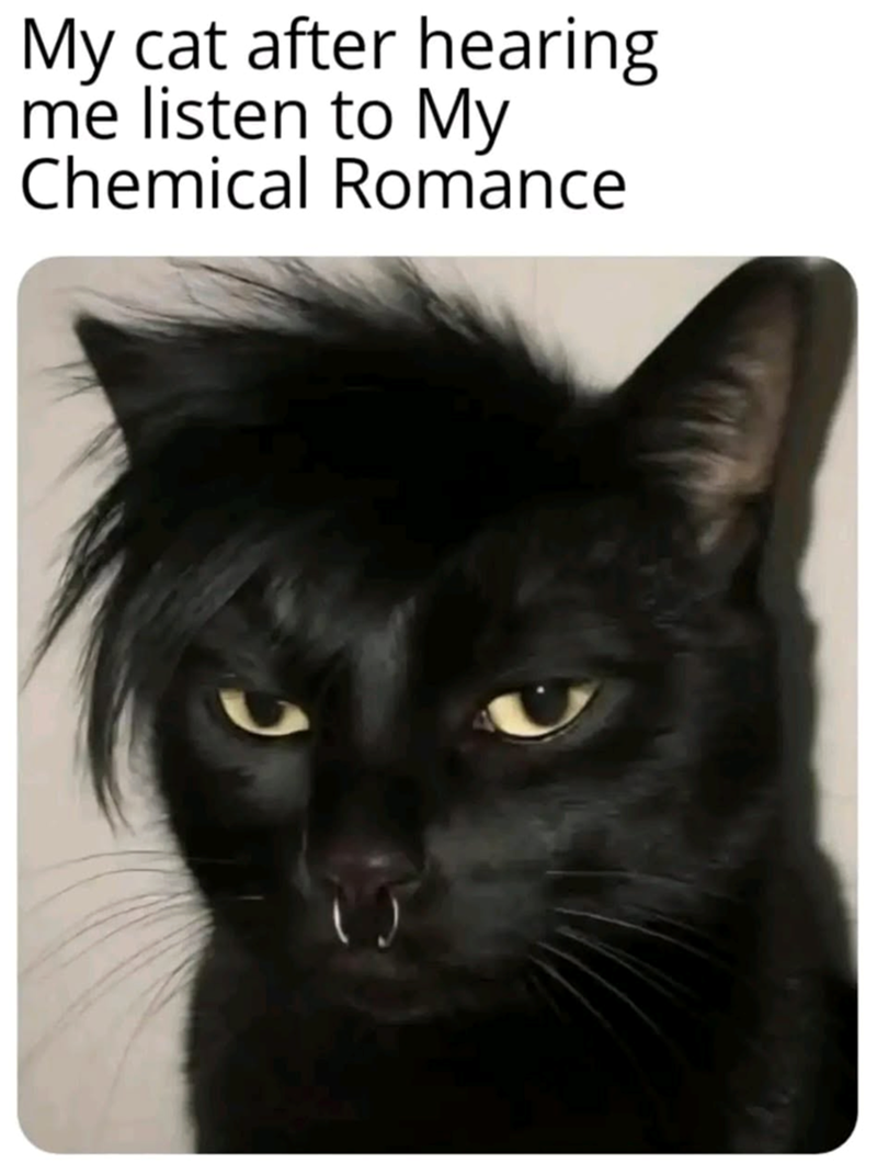 My cat after hearing. me listen to My Chemical Romance