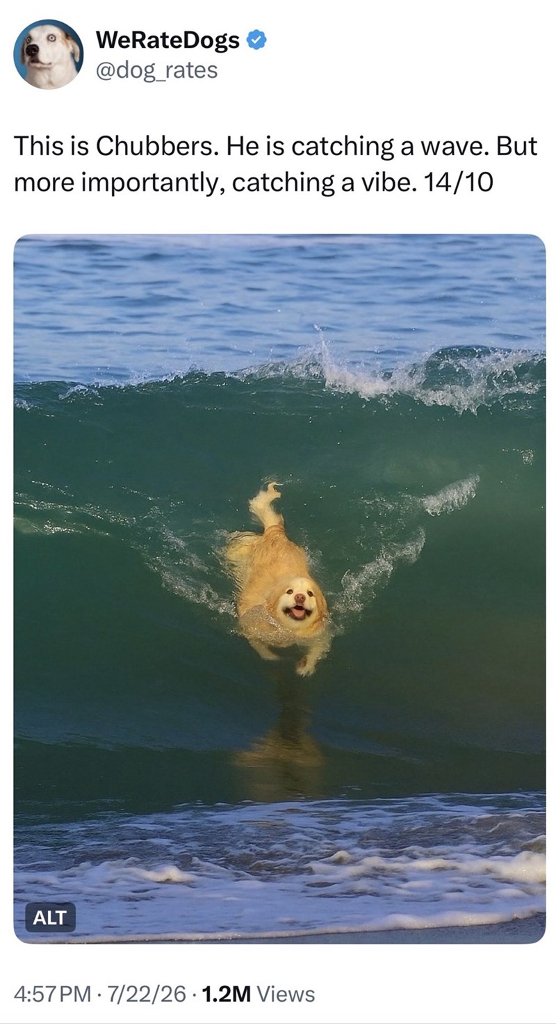 WeRateDogs ❤ @dog_rates This is Chubbers. He is catching a wave. But more importantly, catching a vibe. 14/10 ALT 4:57 PM - 7/22/26 1.2M Views