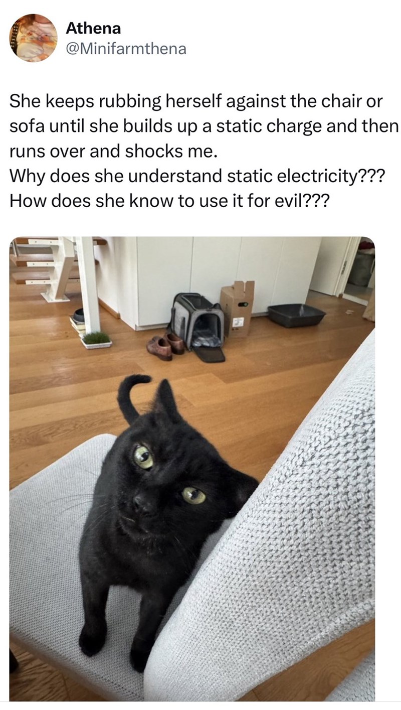 Athena @Minifarmthena She keeps rubbing herself against the chair or sofa until she builds up a static charge and then runs over and shocks me. Why does she understand static electricity??? How does she know to use it for evil???