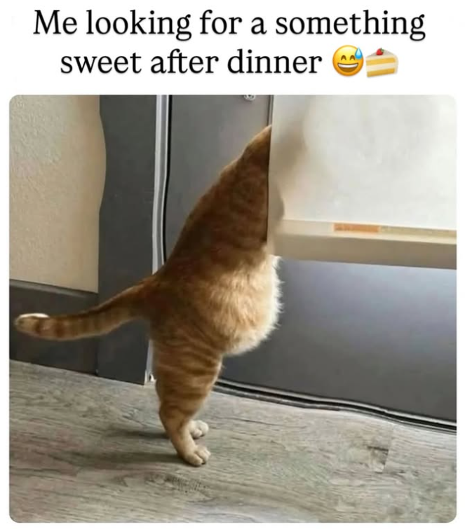 Me looking for a something sweet after dinner