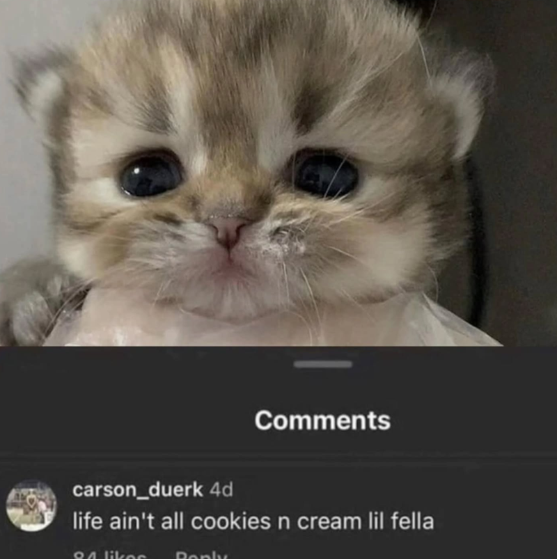 Comments carson_duerk 4d life ain't all cookies n cream lil fella 84 likes Reply