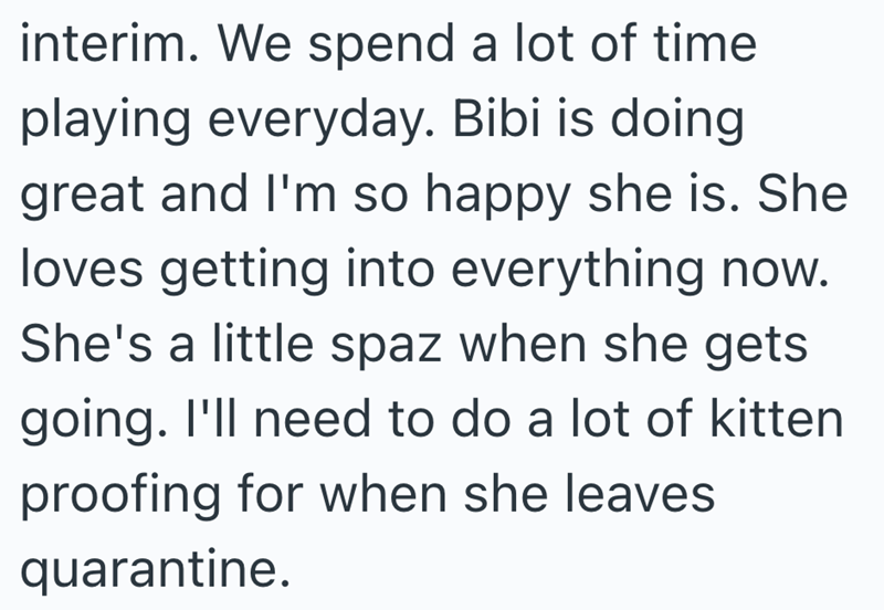 interim. We spend a lot of time playing everyday. Bibi is doing great and I'm so happy she is. She loves getting into everything now. She's a little spaz when she gets going. I'll need to do a lot of kitten proofing for when she leaves quarantine.
