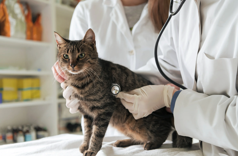 Striped cat gets examined by a vet.