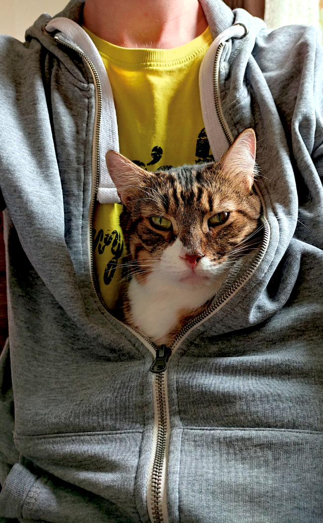 Cat relaxes in the arms of its human wearing a gray hoodie.
