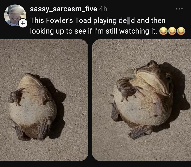 + sassy_sarcasm_five 4h This Fowler's Toad playing de d and then looking up to see if I'm still watching it.