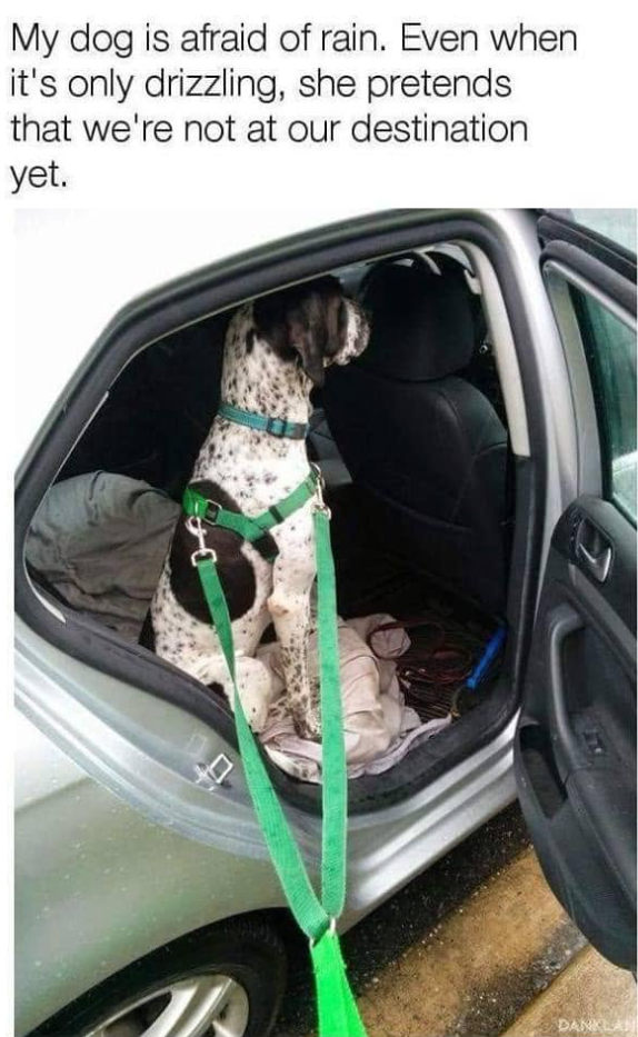 My dog is afraid of rain. Even when it's only drizzling, she pretends that we're not at our destination yet. DANKLAN