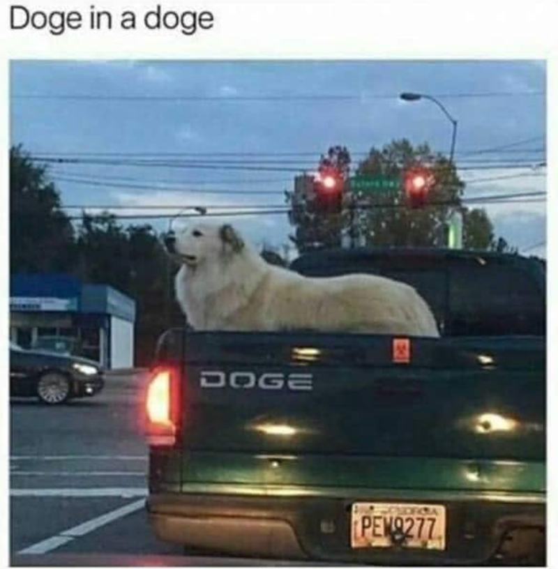 Doge in a doge DOGE PEW9277