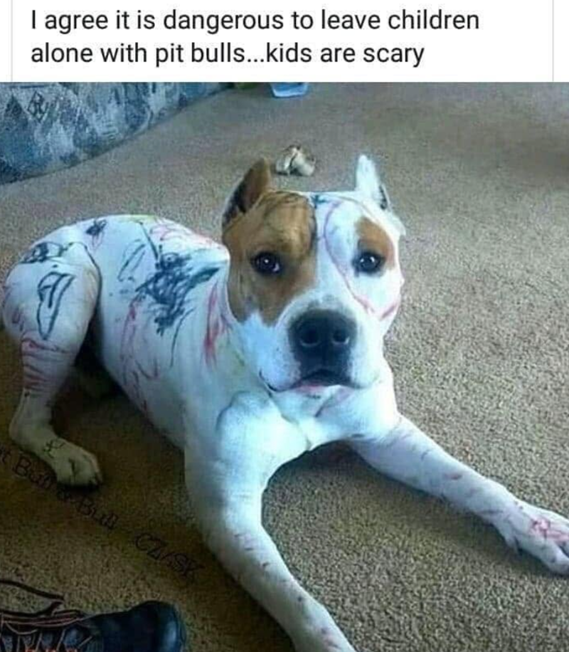 I agree it is dangerous to leave children alone with pit bulls...kids are scary But & Bull CZ/SK