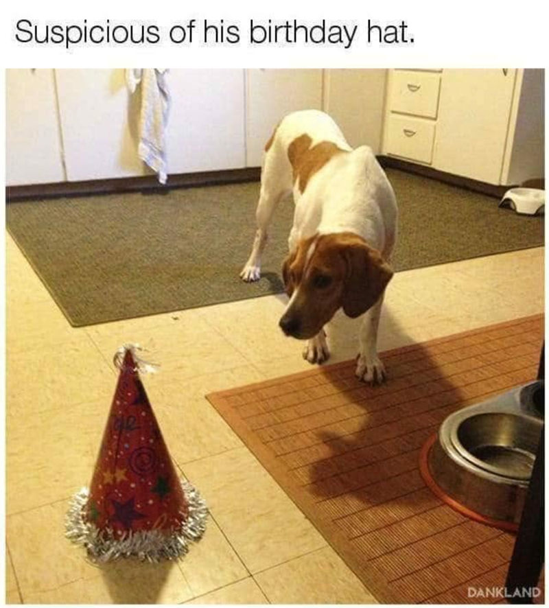 Suspicious of his birthday hat. D DANKLAND