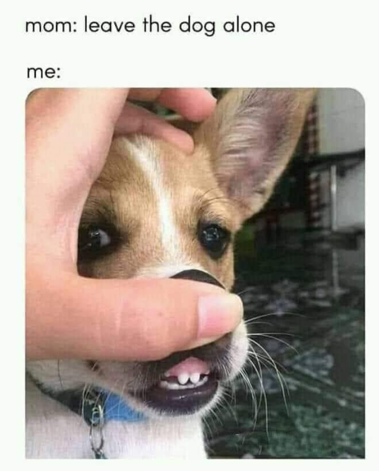 mom: leave the dog alone me: